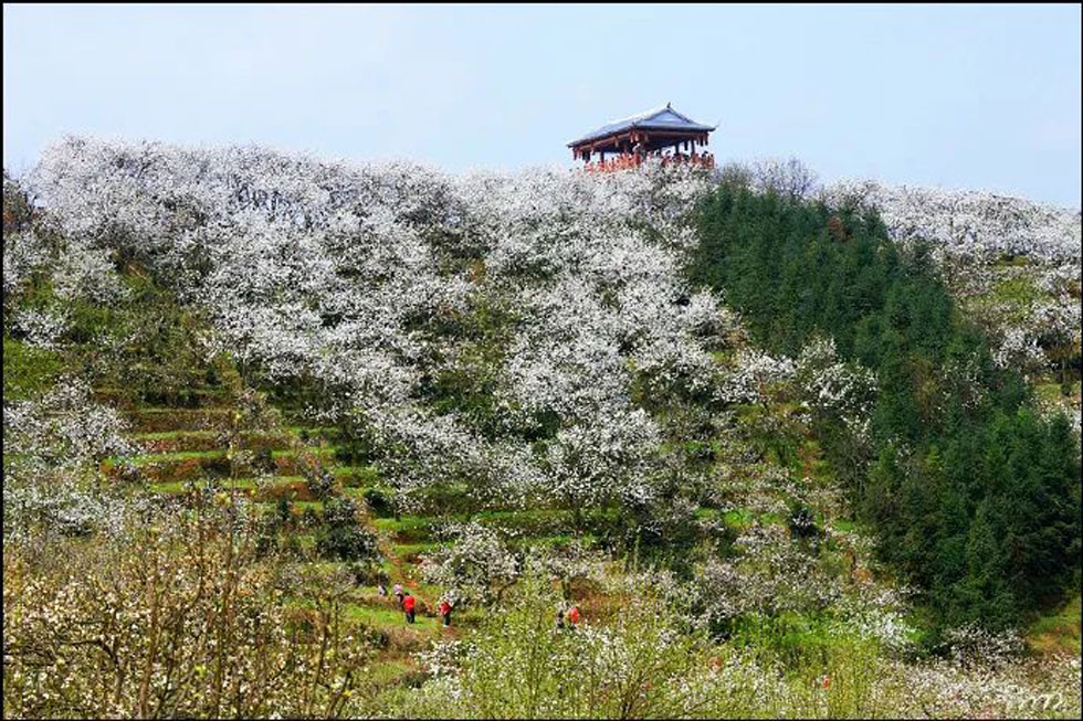 【春天，广西桂林灌阳县向您发出邀请！】我们在灌阳看梨花 - 游山玩水 - 保定生活社区 - 保定28生活网 bd.28life.net
