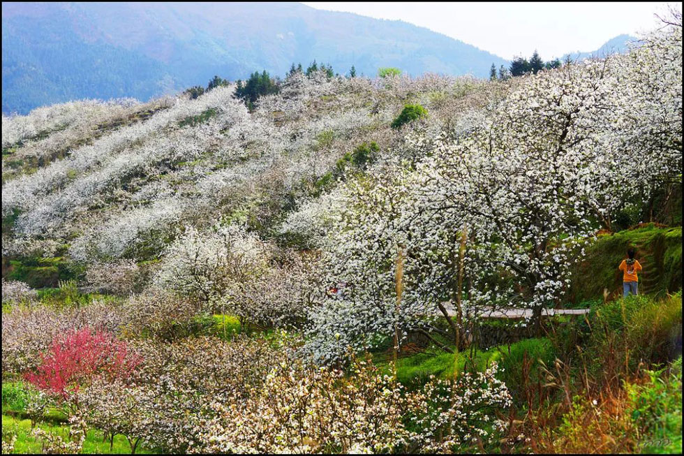 【春天，广西桂林灌阳县向您发出邀请！】我们在灌阳看梨花 - 游山玩水 - 保定生活社区 - 保定28生活网 bd.28life.net