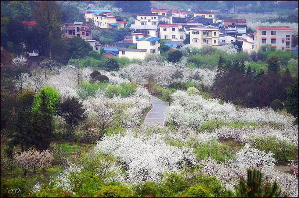 【春天，广西桂林灌阳县向您发出邀请！】我们在灌阳看梨花 - 游山玩水 - 保定生活社区 - 保定28生活网 bd.28life.net