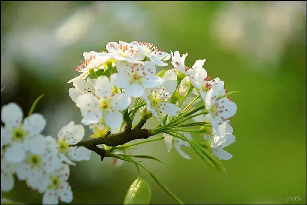 【春天，广西桂林灌阳县向您发出邀请！】我们在灌阳看梨花 - 游山玩水 - 保定生活社区 - 保定28生活网 bd.28life.net