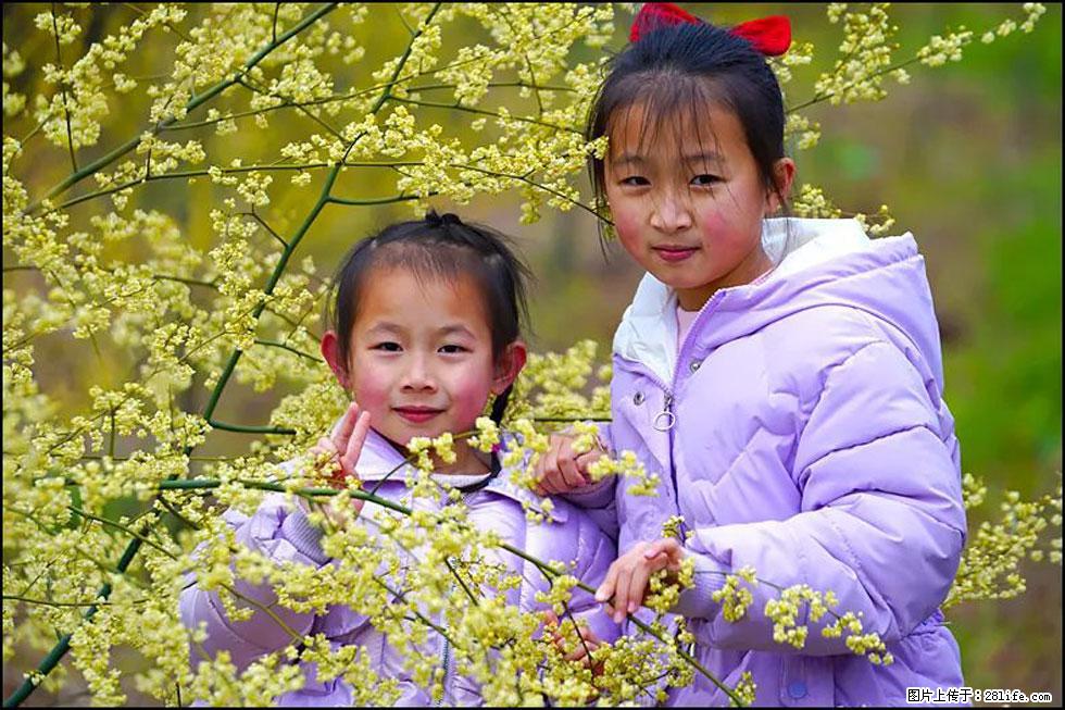 【春天，广西桂林灌阳县向您发出邀请！】米珠山前有片山苍子花在飘香 - 游山玩水 - 保定生活社区 - 保定28生活网 bd.28life.net