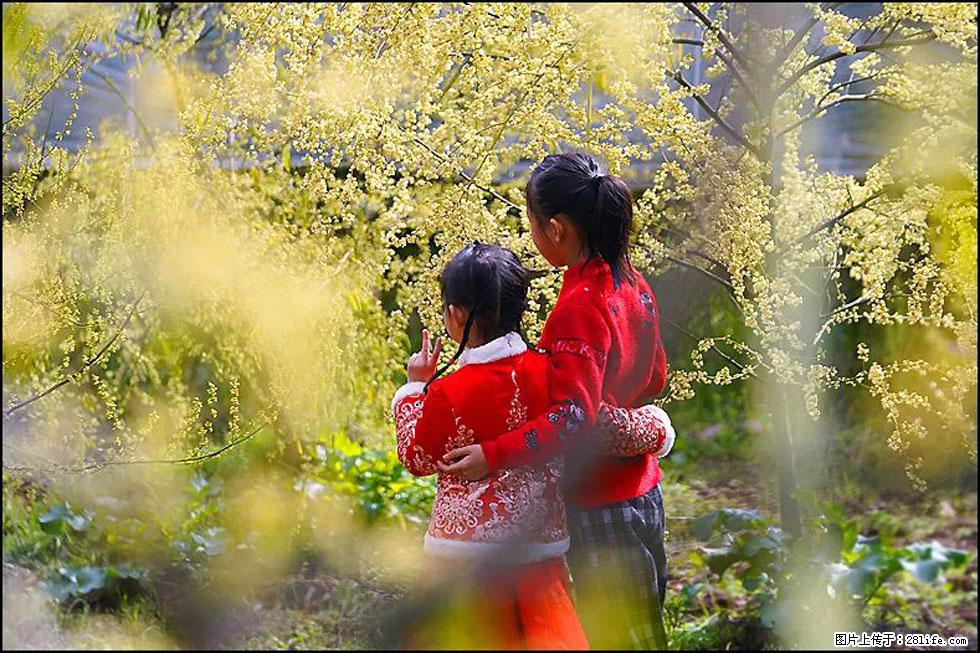 【春天，广西桂林灌阳县向您发出邀请！】米珠山前有片山苍子花在飘香 - 游山玩水 - 保定生活社区 - 保定28生活网 bd.28life.net