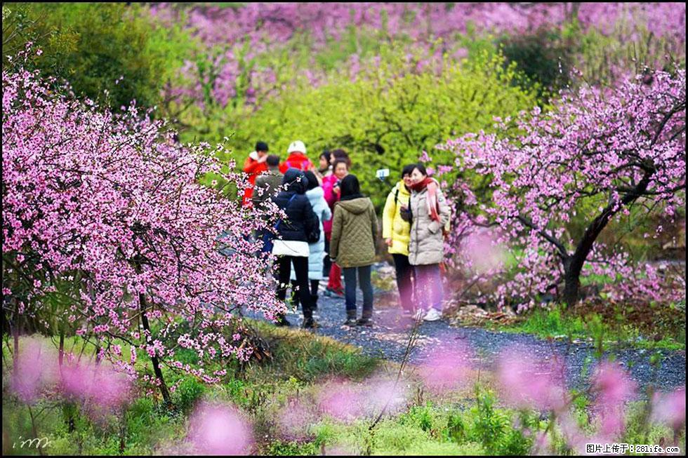 【春天，广西桂林灌阳县向您发出邀请！】官庄村有个醉美的桃花园 - 游山玩水 - 保定生活社区 - 保定28生活网 bd.28life.net