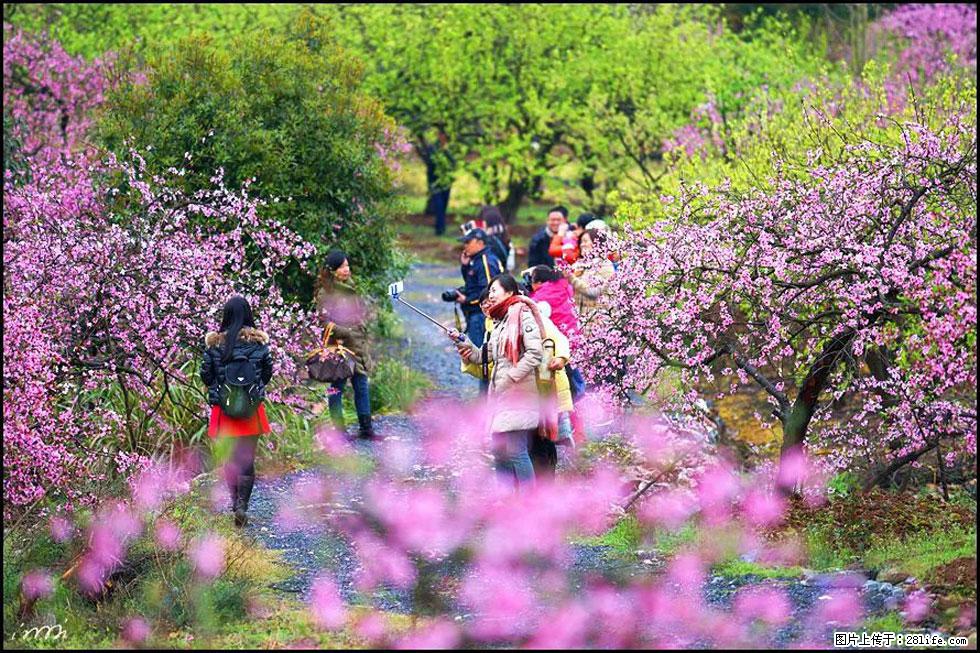 【春天，广西桂林灌阳县向您发出邀请！】官庄村有个醉美的桃花园 - 游山玩水 - 保定生活社区 - 保定28生活网 bd.28life.net