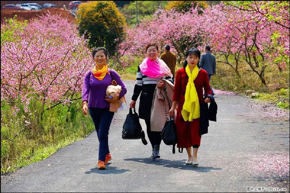 【春天，广西桂林灌阳县向您发出邀请！】官庄村有个醉美的桃花园 - 游山玩水 - 保定生活社区 - 保定28生活网 bd.28life.net