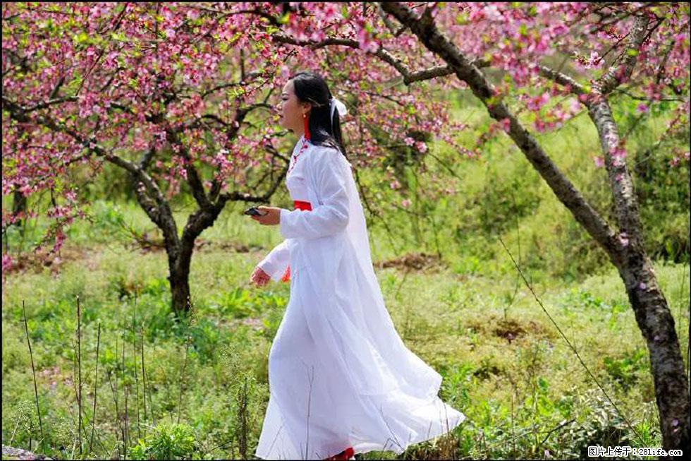 【春天，广西桂林灌阳县向您发出邀请！】官庄村有个醉美的桃花园 - 游山玩水 - 保定生活社区 - 保定28生活网 bd.28life.net