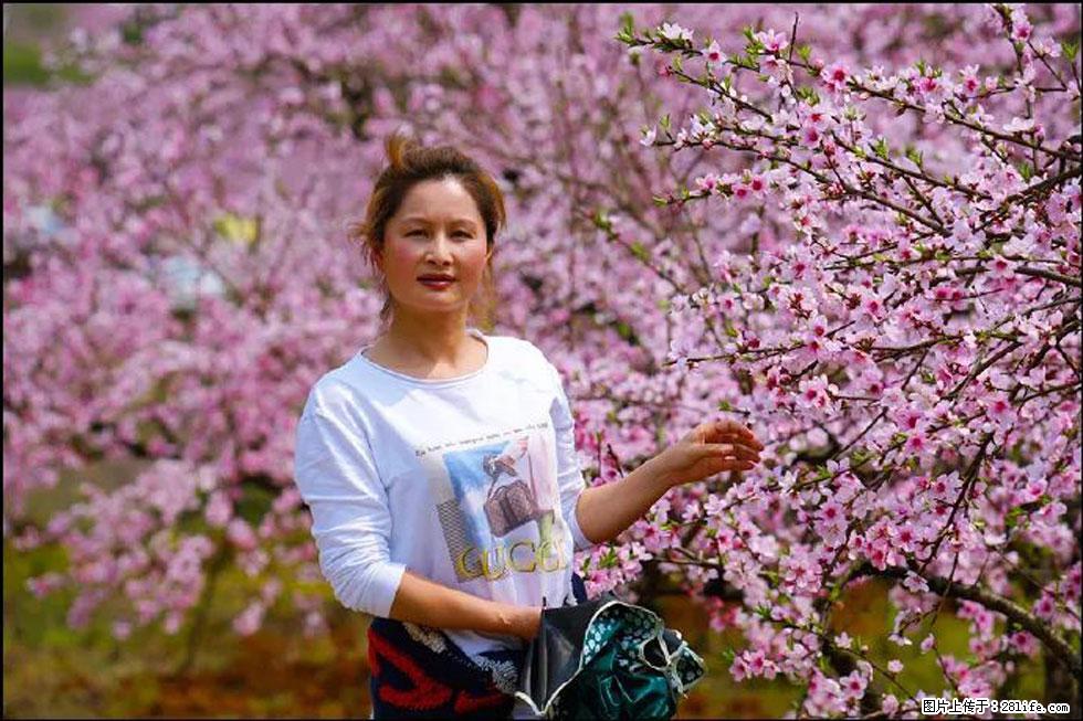 【春天，广西桂林灌阳县向您发出邀请！】官庄村有个醉美的桃花园 - 游山玩水 - 保定生活社区 - 保定28生活网 bd.28life.net