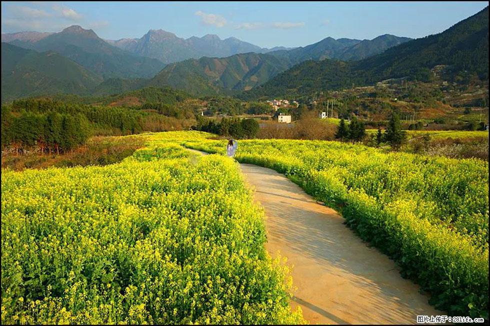 【春天，广西桂林灌阳县向您发出邀请！】长坪村油菜盛情花开 - 游山玩水 - 保定生活社区 - 保定28生活网 bd.28life.net