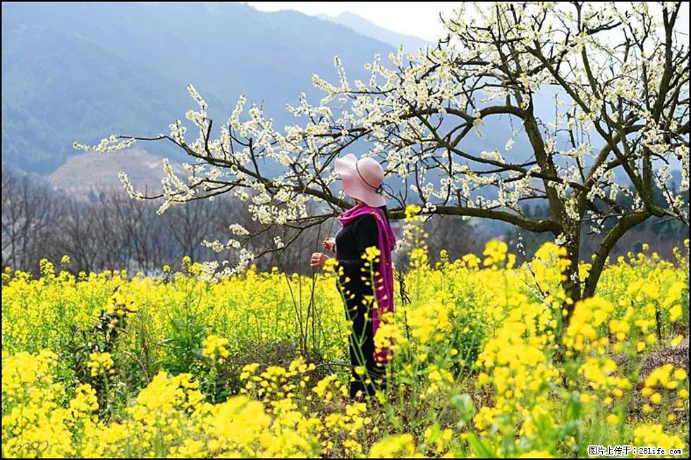 【春天，广西桂林灌阳县向您发出邀请！】长坪村油菜盛情花开 - 游山玩水 - 保定生活社区 - 保定28生活网 bd.28life.net