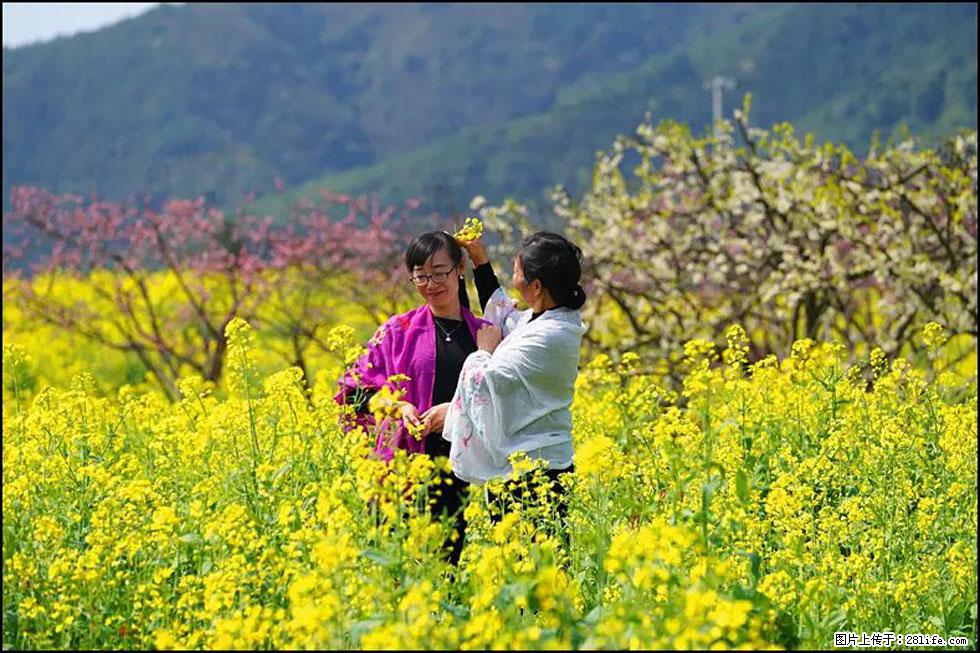 【春天，广西桂林灌阳县向您发出邀请！】长坪村油菜盛情花开 - 游山玩水 - 保定生活社区 - 保定28生活网 bd.28life.net