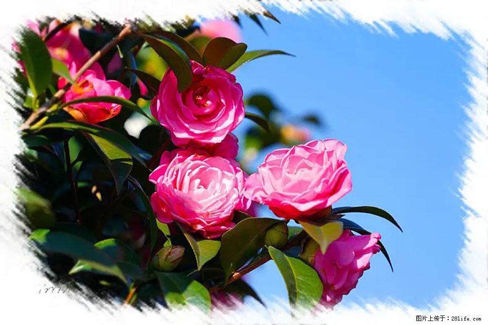 【春天，广西桂林灌阳县向您发出邀请！】杨柳井茶花惹人爱 - 游山玩水 - 保定生活社区 - 保定28生活网 bd.28life.net