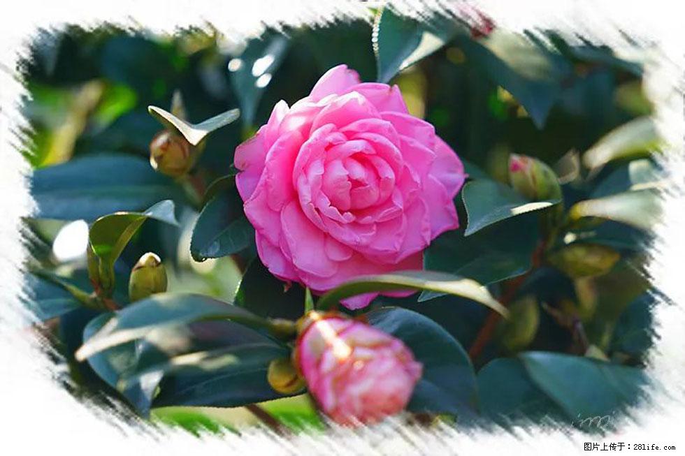 【春天，广西桂林灌阳县向您发出邀请！】杨柳井茶花惹人爱 - 游山玩水 - 保定生活社区 - 保定28生活网 bd.28life.net