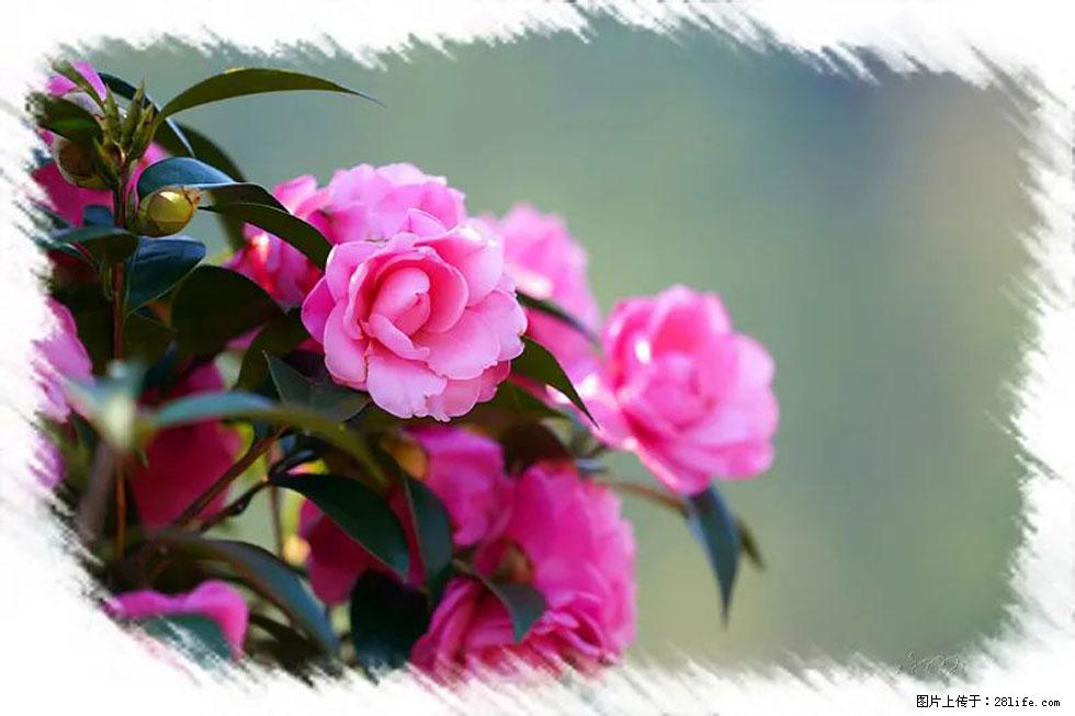 【春天，广西桂林灌阳县向您发出邀请！】杨柳井茶花惹人爱 - 游山玩水 - 保定生活社区 - 保定28生活网 bd.28life.net
