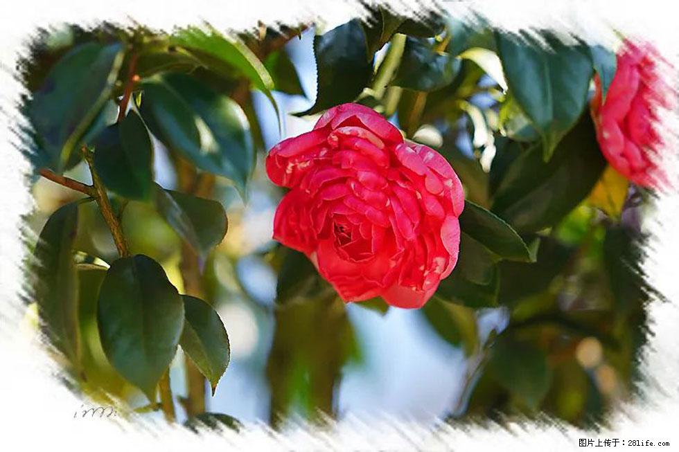 【春天，广西桂林灌阳县向您发出邀请！】杨柳井茶花惹人爱 - 游山玩水 - 保定生活社区 - 保定28生活网 bd.28life.net