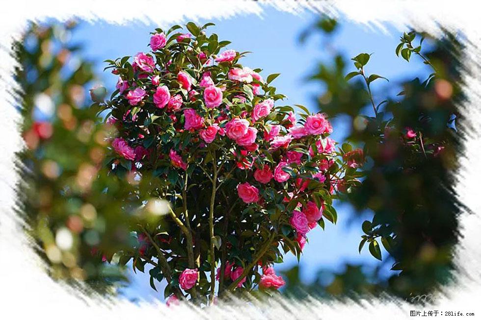 【春天，广西桂林灌阳县向您发出邀请！】杨柳井茶花惹人爱 - 游山玩水 - 保定生活社区 - 保定28生活网 bd.28life.net