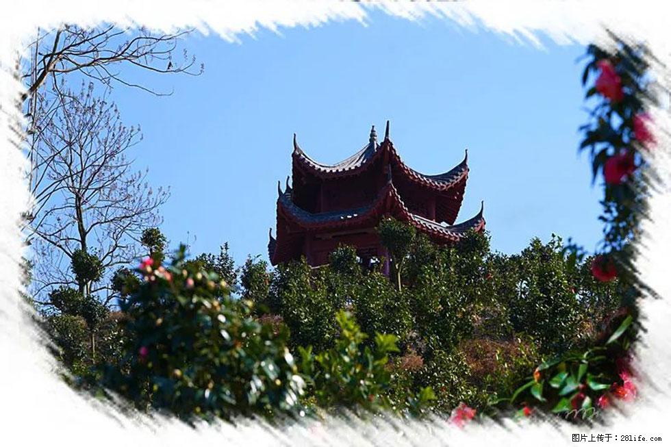 【春天，广西桂林灌阳县向您发出邀请！】杨柳井茶花惹人爱 - 游山玩水 - 保定生活社区 - 保定28生活网 bd.28life.net