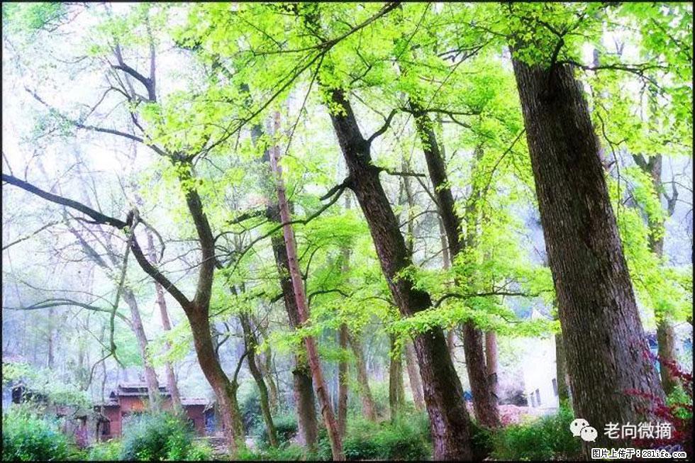 【春天，广西桂林灌阳县向您发出邀请！】在小龙村与春天约会 - 游山玩水 - 保定生活社区 - 保定28生活网 bd.28life.net