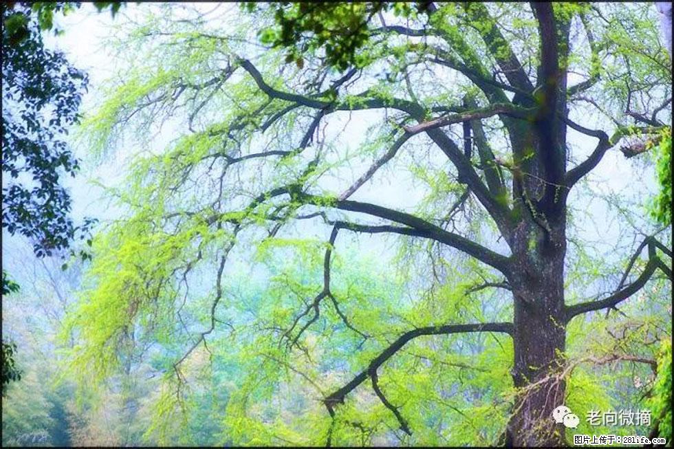 【春天，广西桂林灌阳县向您发出邀请！】在小龙村与春天约会 - 游山玩水 - 保定生活社区 - 保定28生活网 bd.28life.net