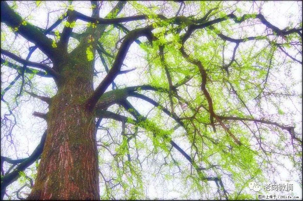 【春天，广西桂林灌阳县向您发出邀请！】在小龙村与春天约会 - 游山玩水 - 保定生活社区 - 保定28生活网 bd.28life.net