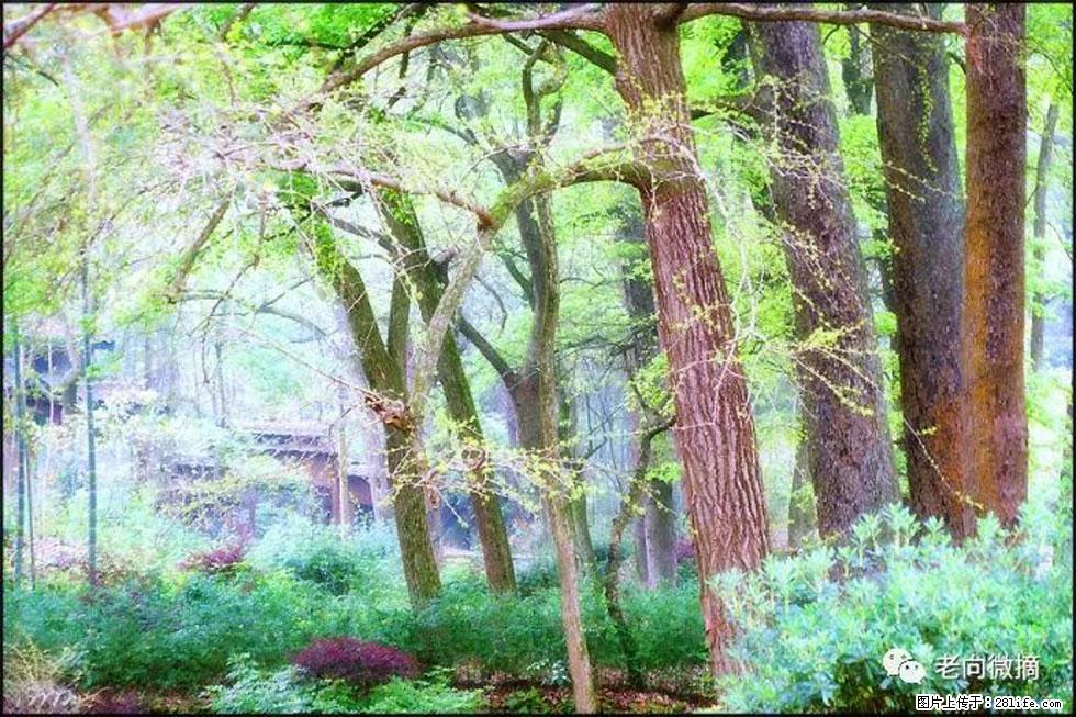 【春天，广西桂林灌阳县向您发出邀请！】在小龙村与春天约会 - 游山玩水 - 保定生活社区 - 保定28生活网 bd.28life.net