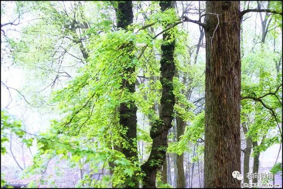 【春天，广西桂林灌阳县向您发出邀请！】在小龙村与春天约会 - 游山玩水 - 保定生活社区 - 保定28生活网 bd.28life.net
