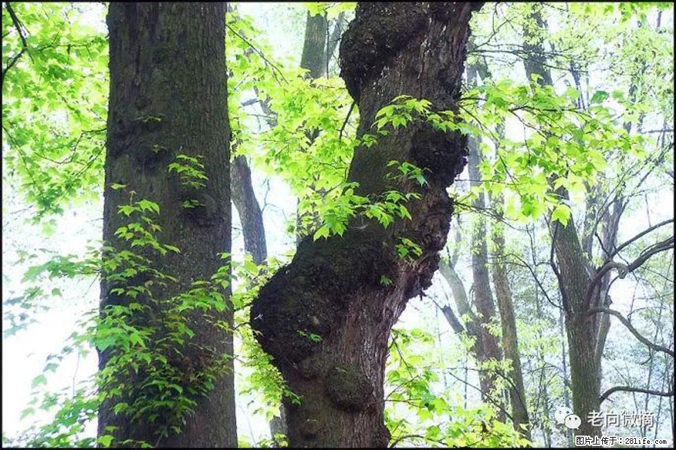 【春天，广西桂林灌阳县向您发出邀请！】在小龙村与春天约会 - 游山玩水 - 保定生活社区 - 保定28生活网 bd.28life.net