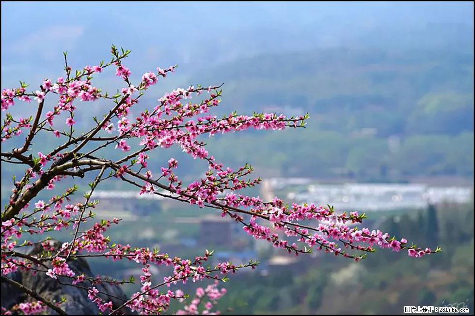 【春天，广西桂林灌阳县向您发出邀请！】望月岭上桃花开 - 游山玩水 - 保定生活社区 - 保定28生活网 bd.28life.net