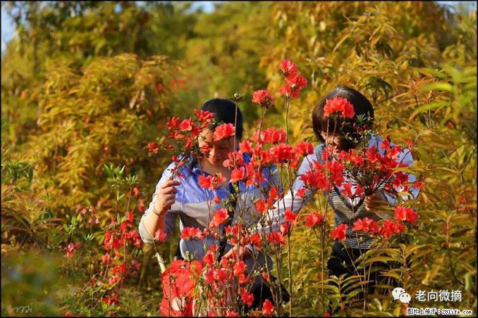 【春天，广西桂林灌阳县向您发出邀请！】登麒麟山，相约映山红 - 游山玩水 - 保定生活社区 - 保定28生活网 bd.28life.net