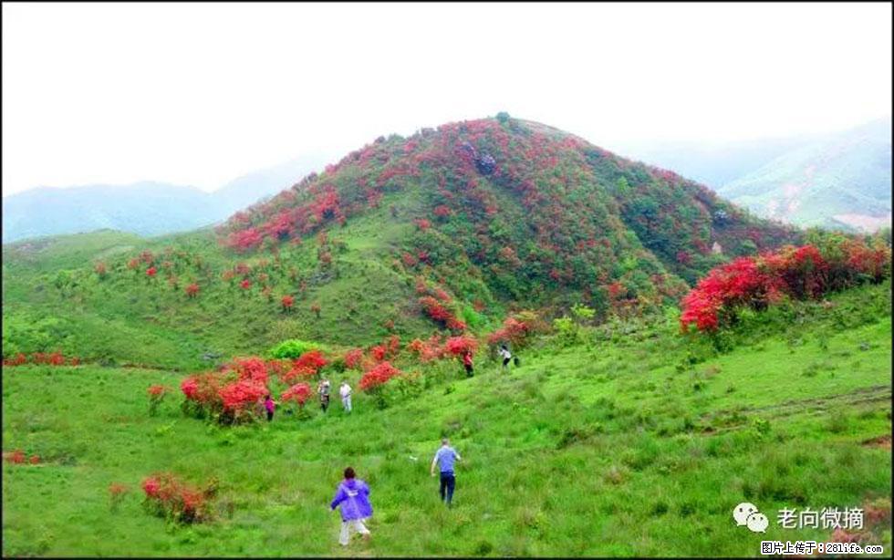 【春天，广西桂林灌阳县向您发出邀请！】宝盖山上映山红 - 游山玩水 - 保定生活社区 - 保定28生活网 bd.28life.net