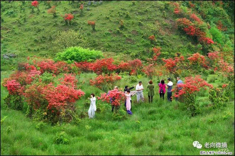【春天，广西桂林灌阳县向您发出邀请！】宝盖山上映山红 - 游山玩水 - 保定生活社区 - 保定28生活网 bd.28life.net