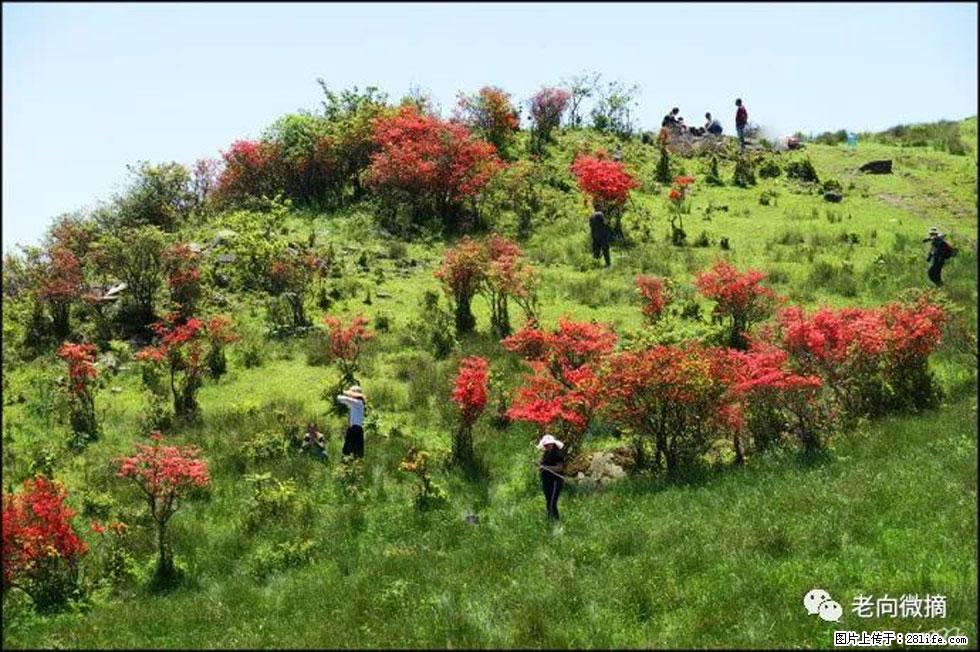 【春天，广西桂林灌阳县向您发出邀请！】宝盖山上映山红 - 游山玩水 - 保定生活社区 - 保定28生活网 bd.28life.net