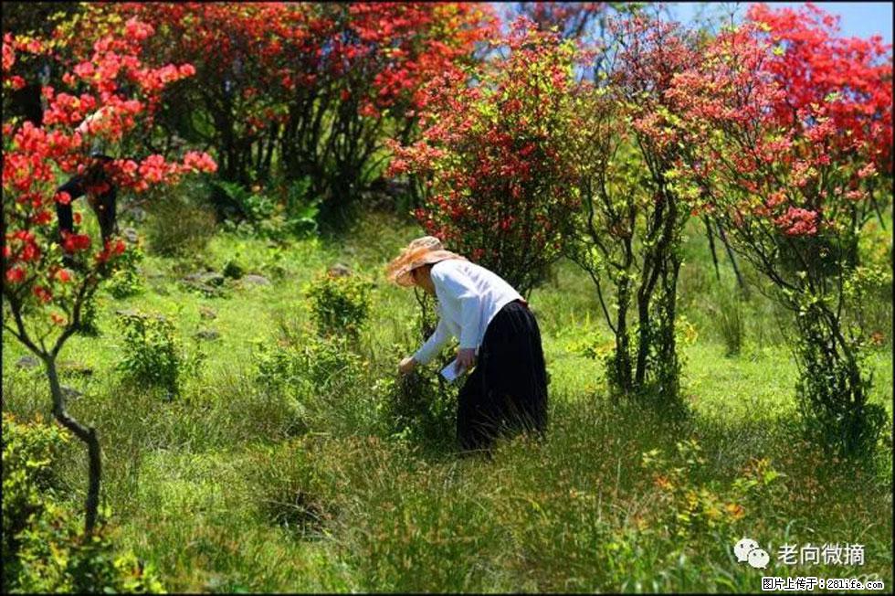 【春天，广西桂林灌阳县向您发出邀请！】宝盖山上映山红 - 游山玩水 - 保定生活社区 - 保定28生活网 bd.28life.net
