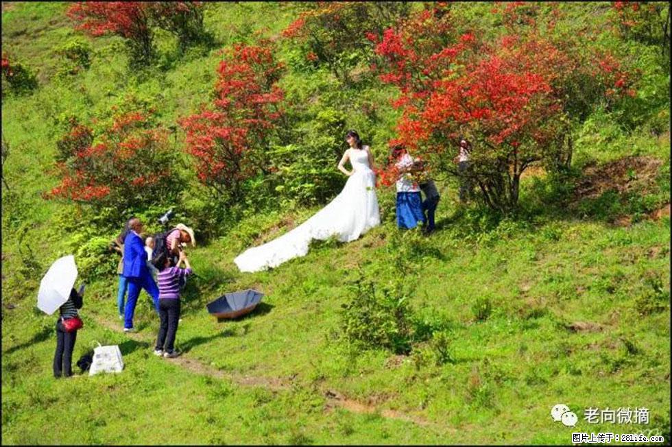 【春天，广西桂林灌阳县向您发出邀请！】宝盖山上映山红 - 游山玩水 - 保定生活社区 - 保定28生活网 bd.28life.net