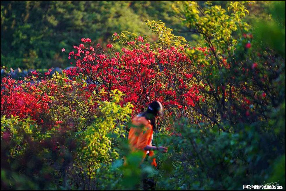 【春天，广西桂林灌阳县向您发出邀请！】春木界上映山红 - 游山玩水 - 保定生活社区 - 保定28生活网 bd.28life.net