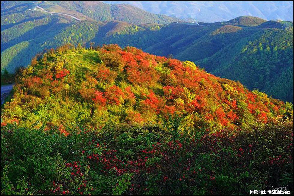 【春天，广西桂林灌阳县向您发出邀请！】春木界上映山红 - 游山玩水 - 保定生活社区 - 保定28生活网 bd.28life.net