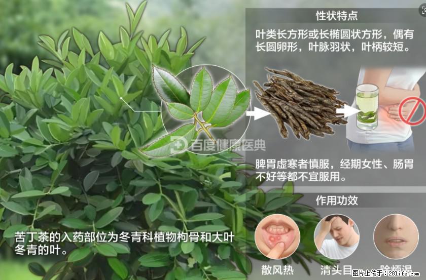 苦丁茶有哪些功效和作用 - 生活百科 - 保定生活社区 - 保定28生活网 bd.28life.net