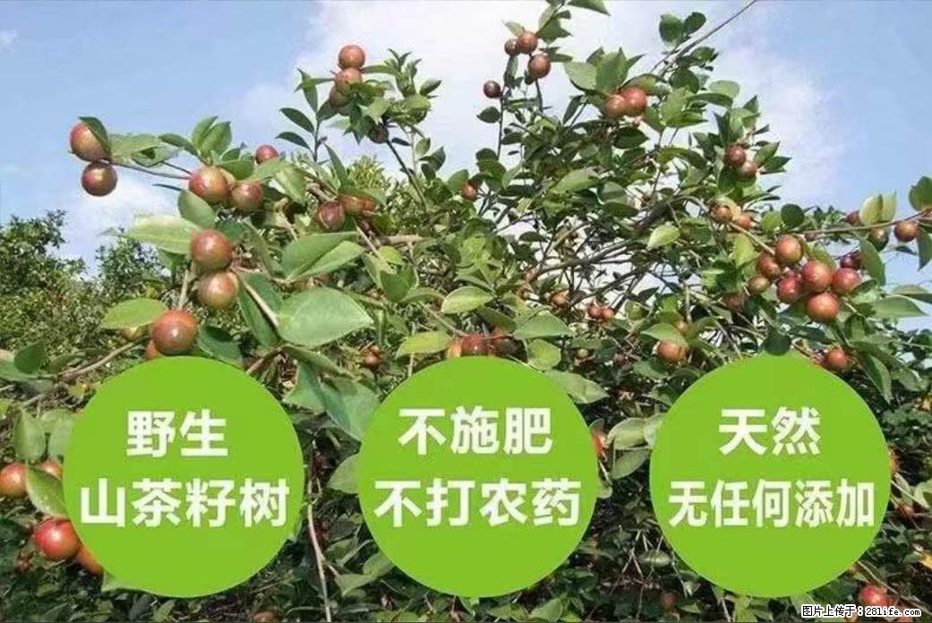【灌阳县油茶产业示范区】一个有着充实的精神生活的人，对待身外之物自会有一种淡泊的态度 - 美食天地 - 保定生活社区 - 保定28生活网 bd.28life.net
