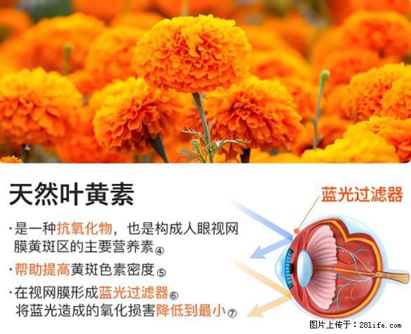 叶黄素有什么功效和作用 - 生活百科 - 保定生活社区 - 保定28生活网 bd.28life.net