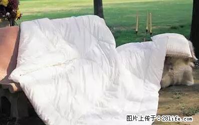 被子有异味？只要这样做，比晒太阳还强100倍！ - 家居生活 - 保定生活社区 - 保定28生活网 bd.28life.net
