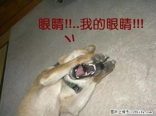 笑癫了！一女的怀孕三年未生，他终于忍不住了... - 娱乐八卦 - 保定生活社区 - 保定28生活网 bd.28life.net