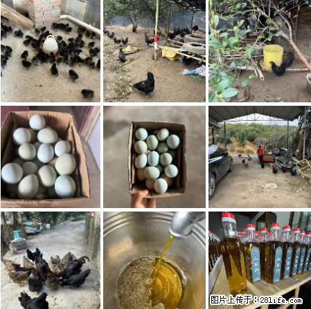 油茶园从小鸡仔开始养起的纯土鸡、土鸡蛋可以预定啦！还有前几天刚榨的纯山茶油哦 - 美食天地 - 保定生活社区 - 保定28生活网 bd.28life.net