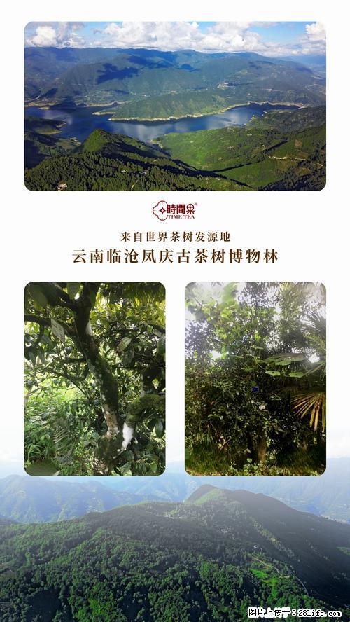 时间果百年古树2025年春红茶 - 购物交流 - 保定生活社区 - 保定28生活网 bd.28life.net