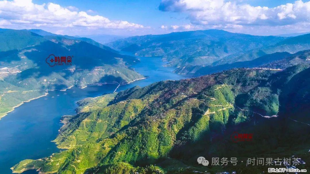 时间果百年古树龙珠普洱生茶 - 购物交流 - 保定生活社区 - 保定28生活网 bd.28life.net