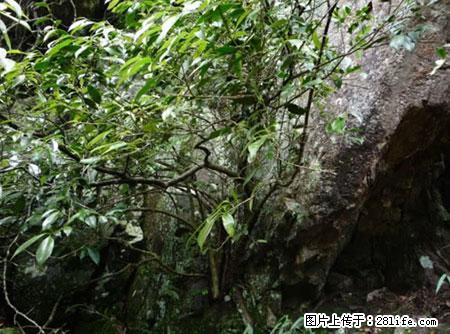 平乐石崖茶，珍贵仅次于金花茶 - 保定生活资讯 - 保定28生活网 bd.28life.net