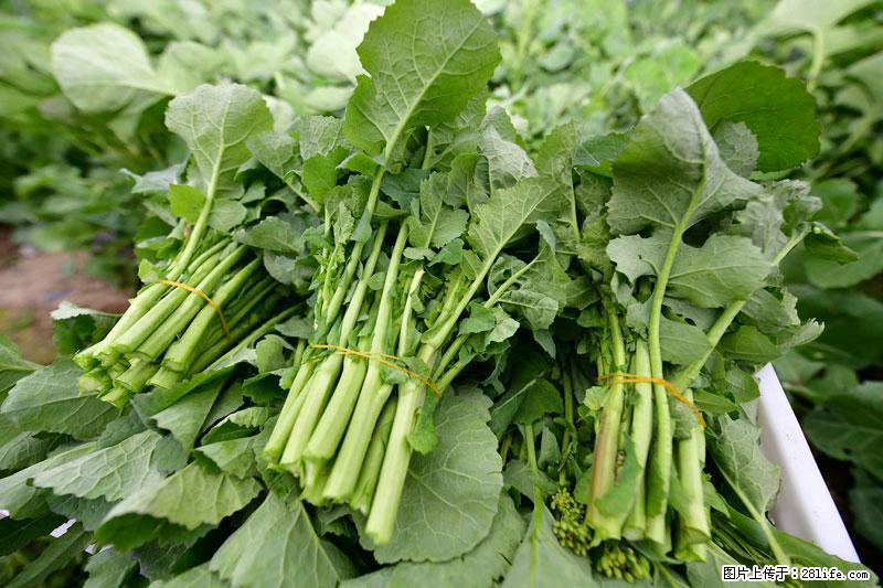 这些蔬菜是“天然钙片”，这6种被医生重点推荐 - 保定生活资讯 - 保定28生活网 bd.28life.net